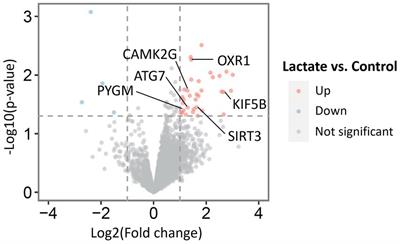 Exogenous L-lactate administration in rat hippocampus increases expression of key regulators of mitochondrial biogenesis and antioxidant defense